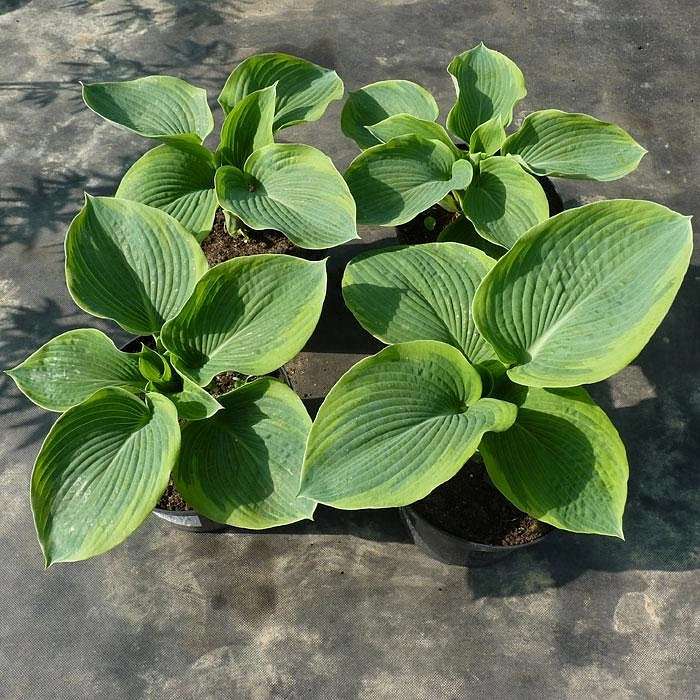 Хоста гибридная (вздутая, волнистая) 'Самурай'