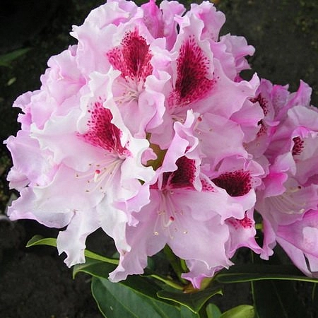 Рододендрон гибридный 'Королева Ядвига'\ Роял Баттерфляй (розово-белый)