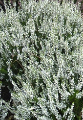 Вереск обыкновенный 'Мелания' ( белый)