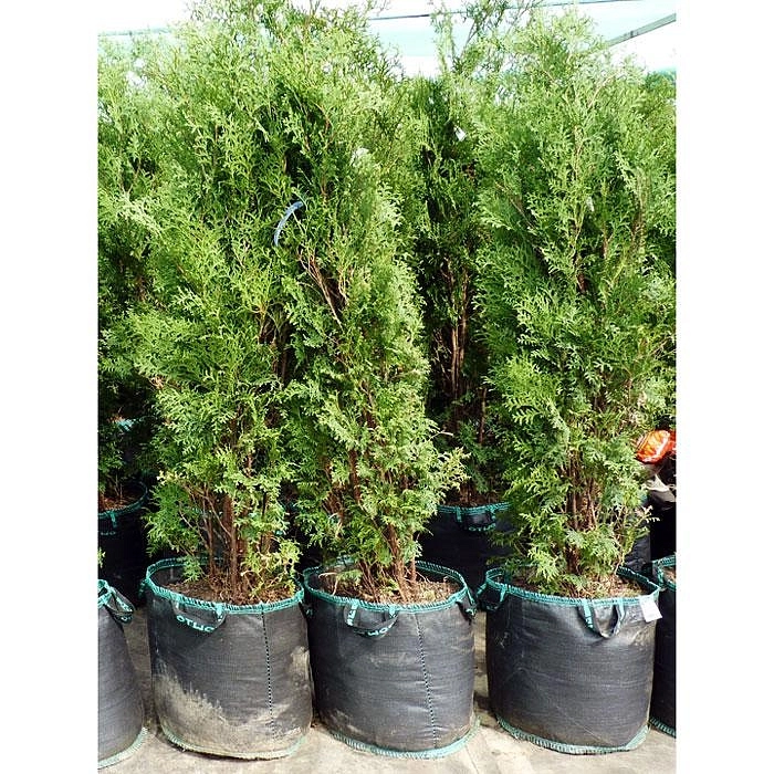 Туя западная 'Холмструп'