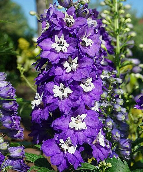 Дельфиниум (живокость) 'Дарк Блю Файт Би'