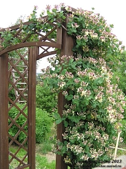 Жимолость вьющаяся