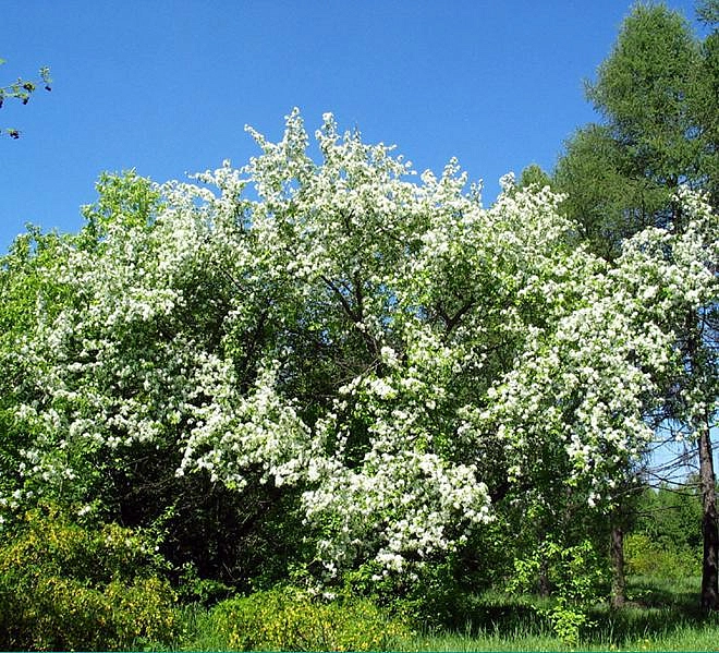 Яблоня ягодная