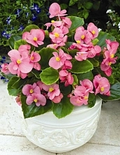 Бегония изящная 'Бада Бинг Пинк' (светло-розовая с зеленым листом)