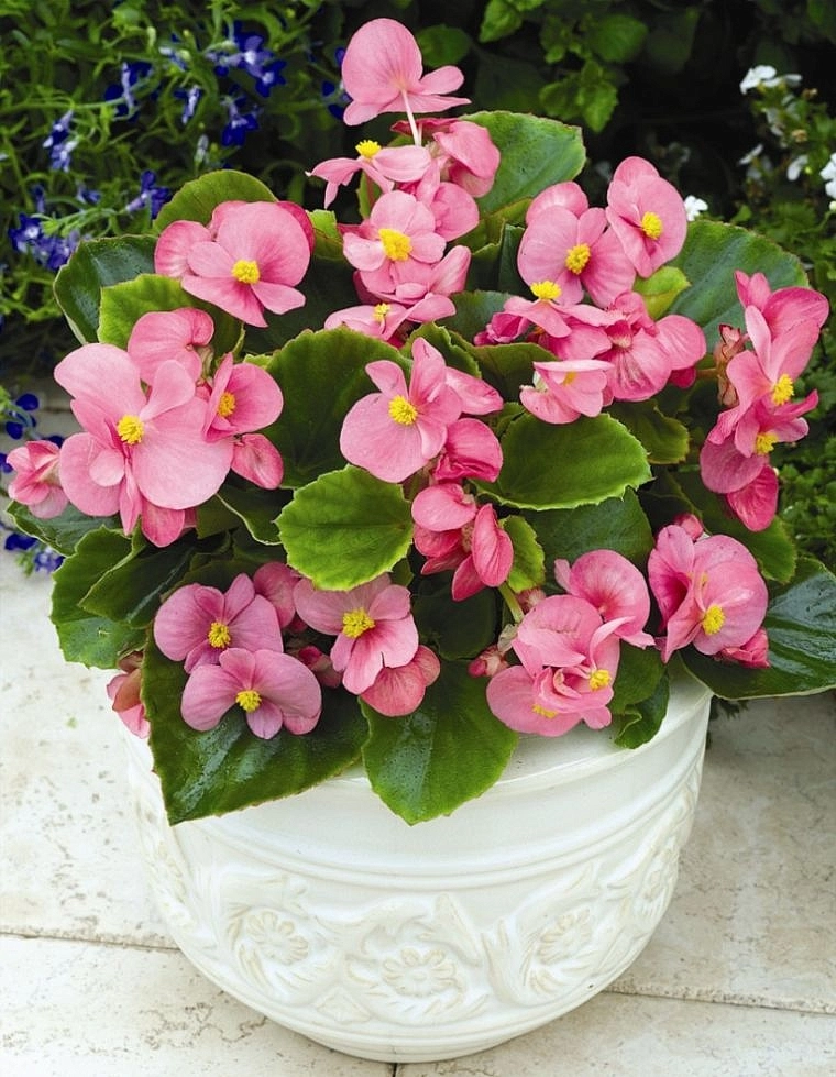 Бегония изящная 'Бада Бинг Пинк' (светло-розовая с зеленым листом)