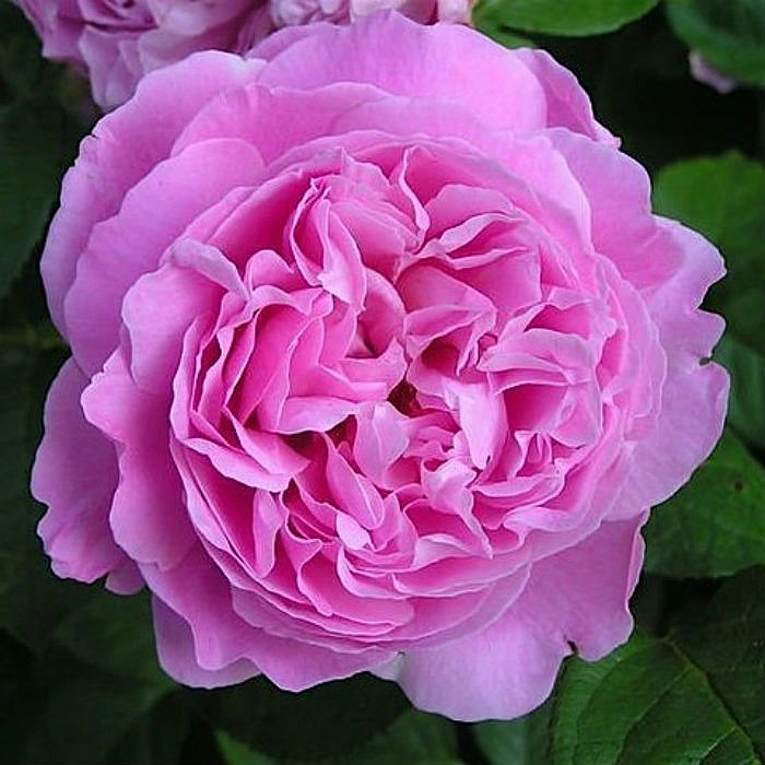 Роза 'Мери Роуз' (парковая) (розовая)
