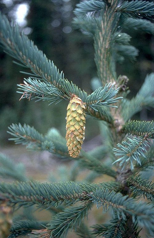 Ель Энгельмана 'Глаука'