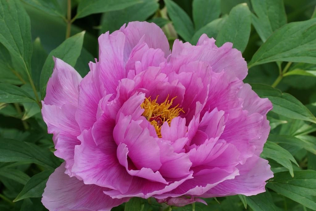 Пион древовидный (небесная парча) 'Линг Хуа Чен Ю' (розовый)