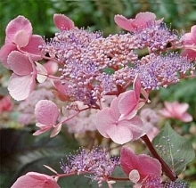 Гортензия шершавая 'Хот Шоколад'