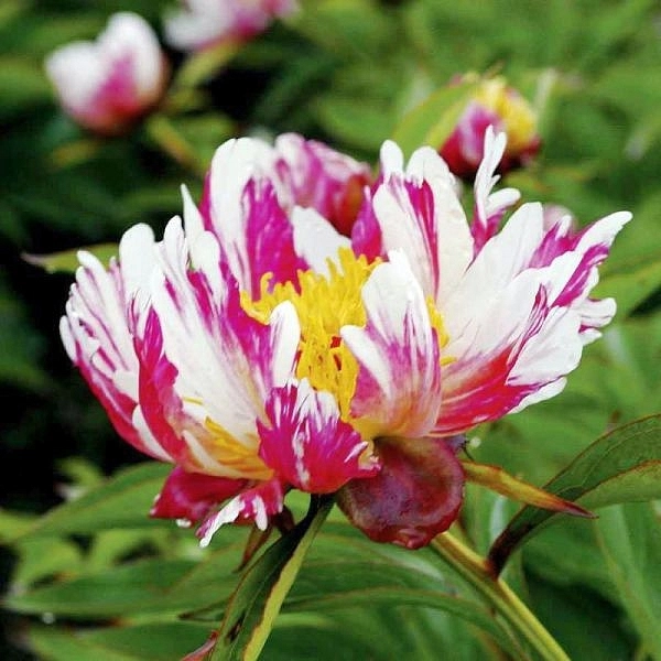 Пион молочноцветковый 'Твиттерпэйтед' (розовый с белым)