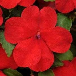 Бальзамин Уоллера 'Эдвантейдж Ред' (красный)