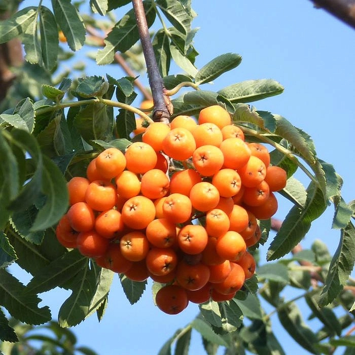 Рябина обыкновенная 'Пендула'