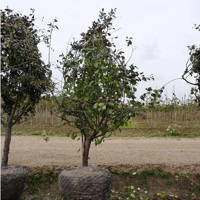 Яблоня домашняя 'Вишневое'