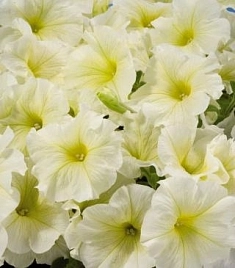 Петуния (сурфиния) гибридная 'Аладдин Йеллоу' (желтая)