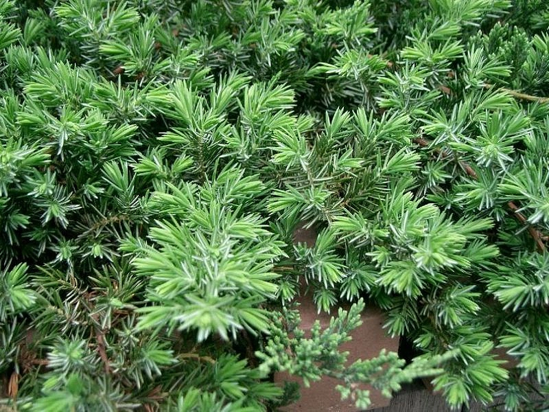 Можжевельник прибрежный 'Блу Пасифик'