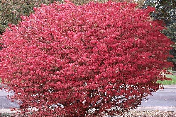 Бересклет крылатый