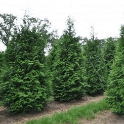 Туя складчатая 'Мартин' Туя складчатая 'Мартин'