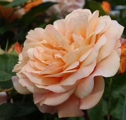 Роза 'Чарльз Остин' (парковая) (персиковая) Роза 'Чарльз Остин' (парковая) (персиковая)