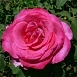 Роза 'Пароле' (чайно-гибридная) (фиолетово - розовая)