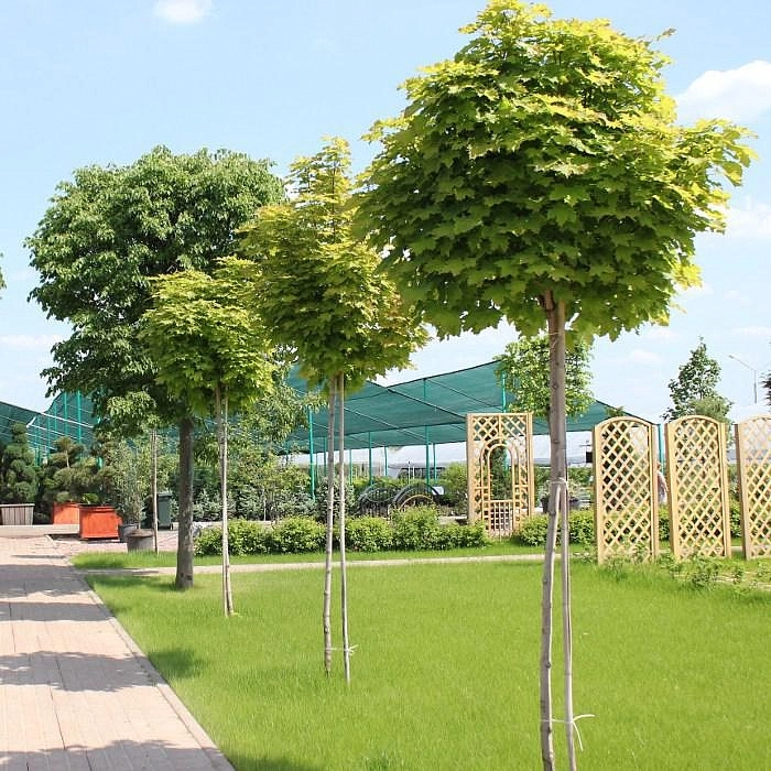 Клен остролистный 'Глобозум'