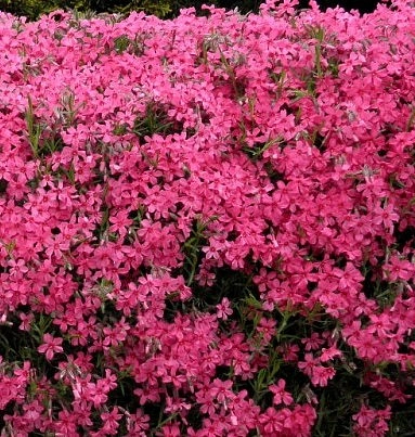 Флокс шиловидный 'Атропурпуреа'