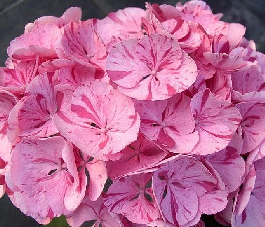 Гортензия крупнолистная 'Свит Фэнтези'