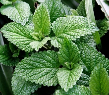 Мята перечная 'Марьинская'