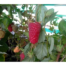 Малина 'Похвалинка' (Ремонтантная)