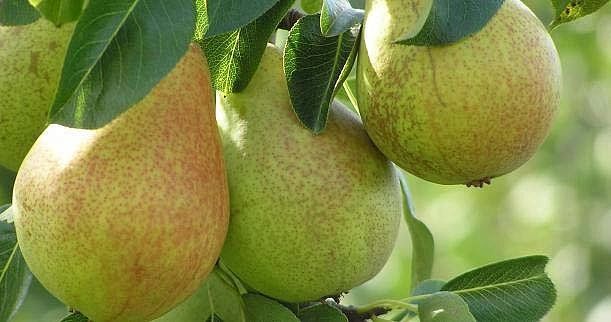 Груша домашняя сортовая