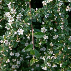 Кизильник Даммера 'Мункрепер'