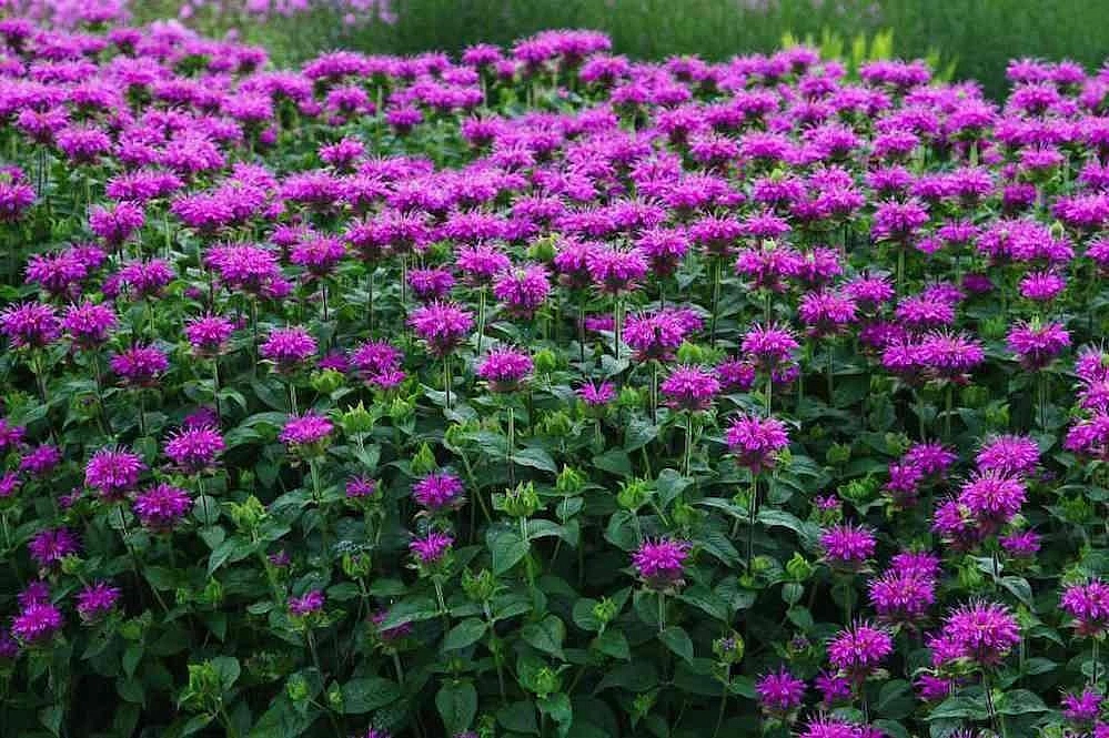 Monarda discount