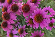 Эхинацея пурпурная 'Пау Вау Вайлд Берри' 