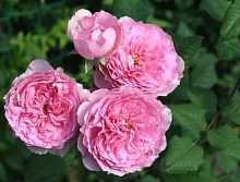 Роза 'Элоди Госсюэн' (шраб) 