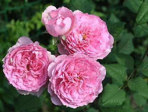 Роза 'Элоди Госсюэн' (шраб) 