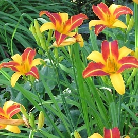 Лилейник Франц Халлс