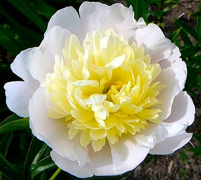 Пион молочноцветковый 'Примавера' (белый с желтым)