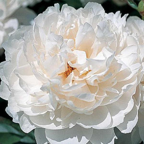 Пион молочноцветковый 'Класс Акт' (белый)