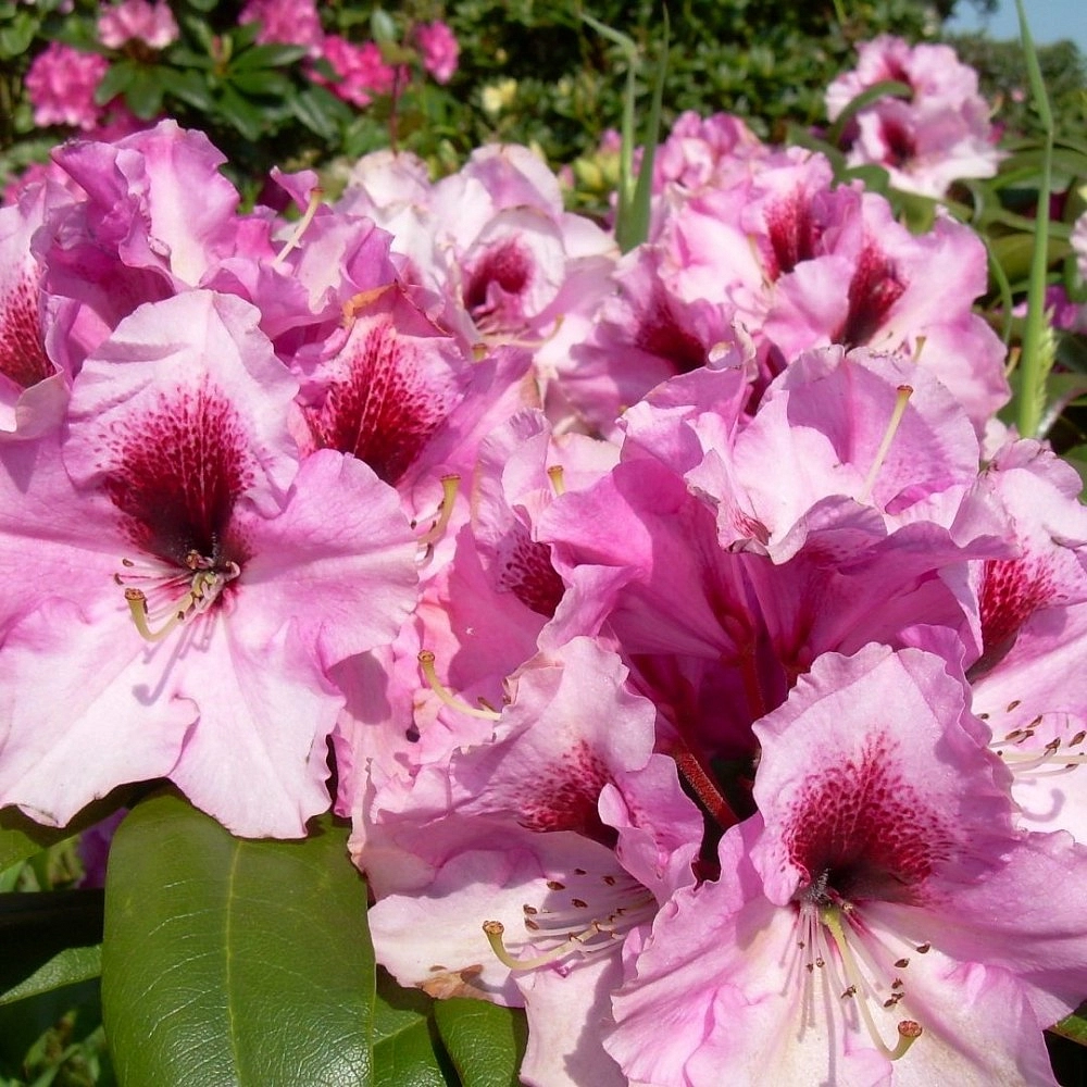 Рододендрон гибридный 'Орнамент' (лилово-розовый)