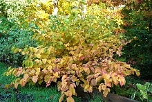 Дерен отпрысковый 'Винтер Флейм'