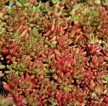 Седум белый (Очиток) 'Корал Карпет'