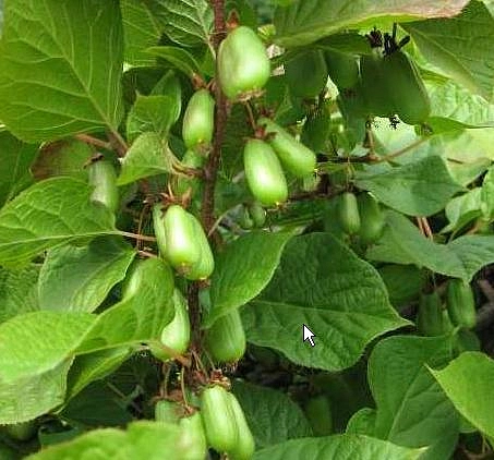 Актинидия Коломикта 'Народная'