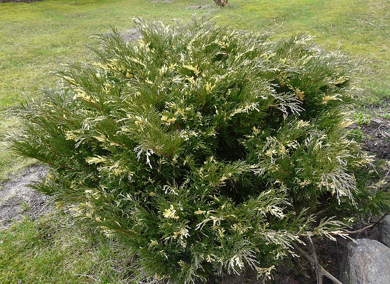 Можжевельник казацкий 'Вариегата'