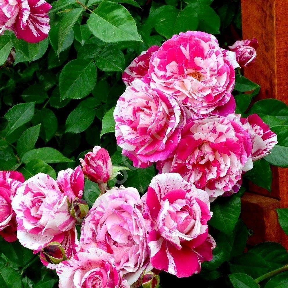 Роза 'Инес Састр' (плетистая, шраб) (розово - белая)