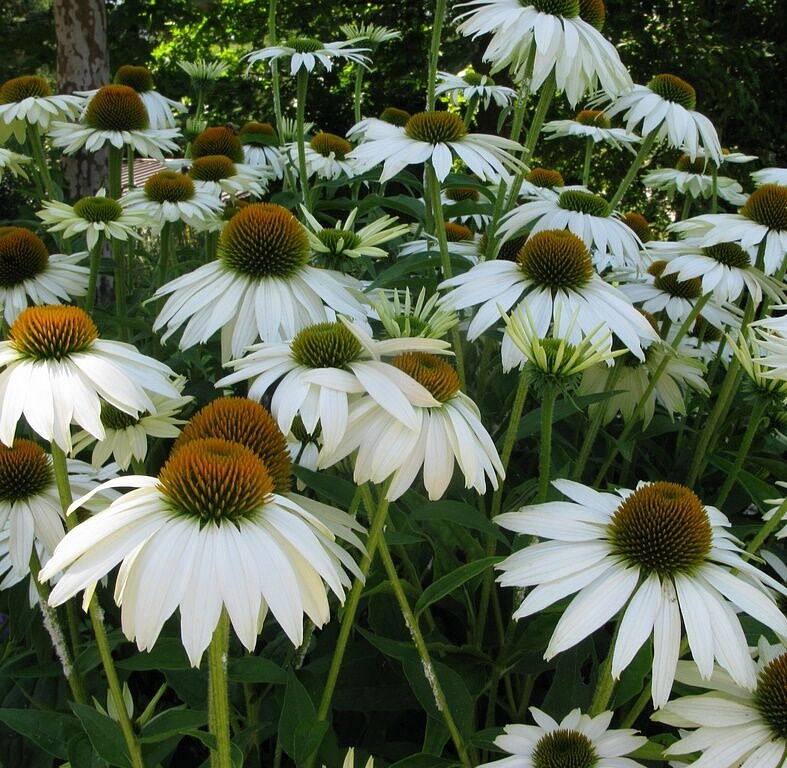 Эхинацея пурпурная 'Лаки  Стар'