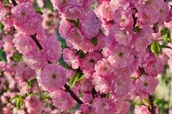 Миндаль трехлопастный (Луизеания) Миндаль трехлопастный (Луизеания)