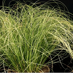 Осока власовидная