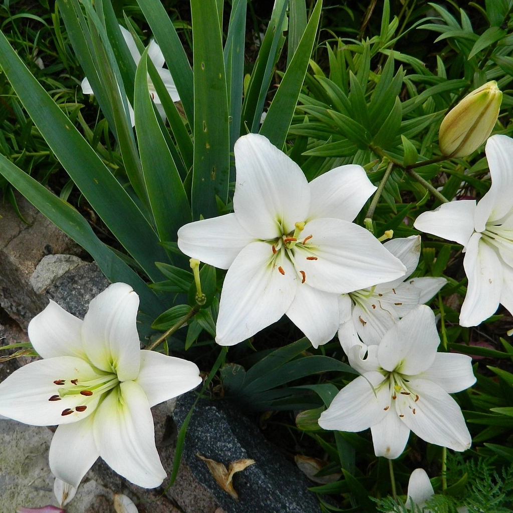 Многолетник Лилия