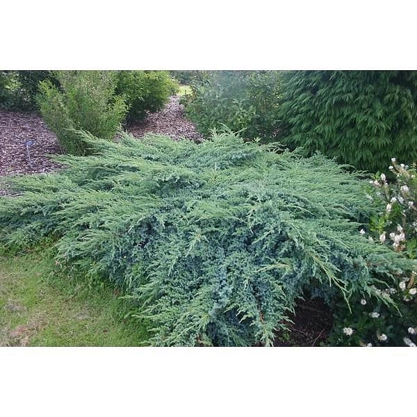 Можжевельник чешуйчатый 'Блу Швед'