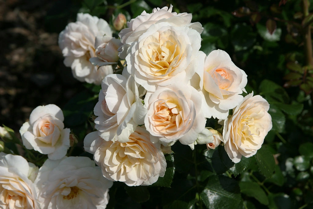 Роза 'Сириус' (флорибунда) (персиково - кремовая)