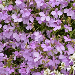 Лобелия эринус компактная 'Ривьера Лилак' (светло-розовая)
